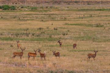 Herd of White-tailed Deer Bucks in velvet