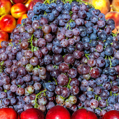 Grape clusters of blue grapes on a table among fruits.
