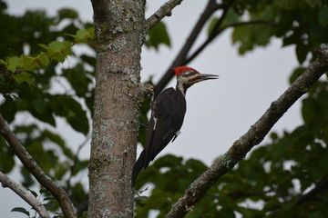 Pileated Woodpecker in tree