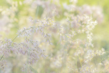 soft meadows blurry background
