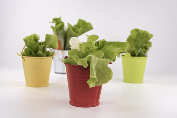 Salad Roll Crab Salad Roll with Spicy Seafood Sauce on white table. Multicolored small buckets decorating item.