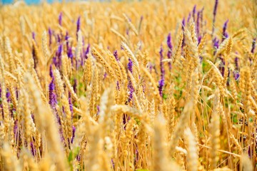 Fototapeta premium Bread field, sky, mountains