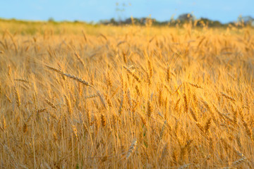 Bread field, sky, mountains