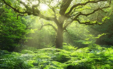 Fototapeten Landschaft Eiche in Waldlichtung mit Farn und Sonnenstrahlen - Landscape old oak in forest glade with fern and sunbeams © Fotoschlick
