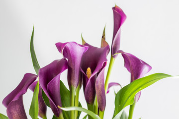 Purple Arum Lilies (Zantedeschia), with white background.