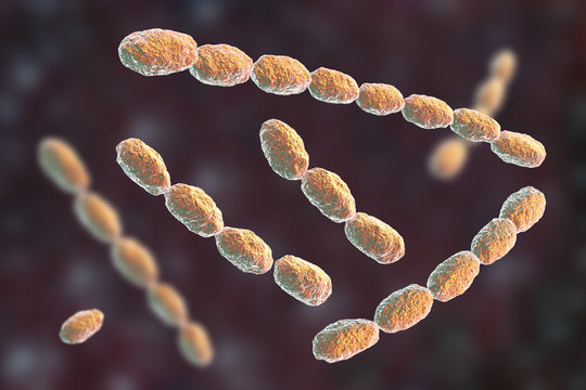 Haemophilus ducreyi bacteria, 3D illustration. Gram-negative coccobacillus, which causes the sexually transmitted disease chancroid, a genital ulcer