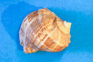Fototapeta na wymiar seashells close-up on a colored background