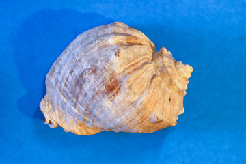 Obraz na płótnie Canvas seashells close-up on a colored background