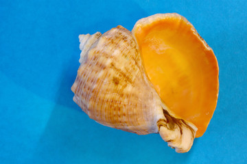 seashells close-up on a colored background