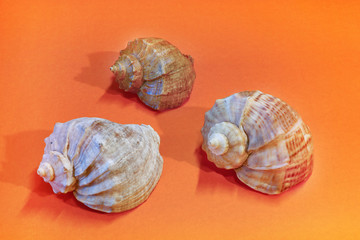 seashells close-up on a colored background