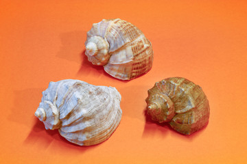 seashells close-up on a colored background
