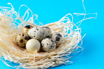 Quail eggs on blue background with red ribbon