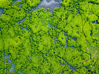 Aerial view wetland in thailand