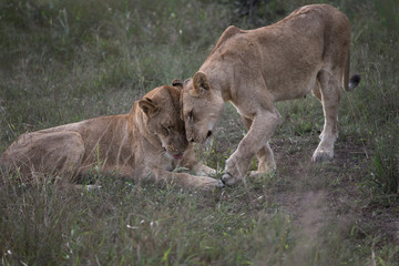 Caring Lions