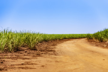 Sugar cane plantation at brazil's countryside
