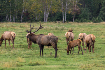 Naklejka na ściany i meble Northern Elk in a forest of Canada
