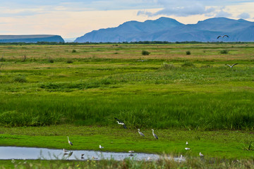 Bird airfield. Птичий аэродром