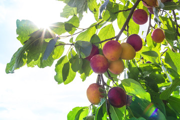 against a blue sky tree plum peach red yellow sun rays from foliage