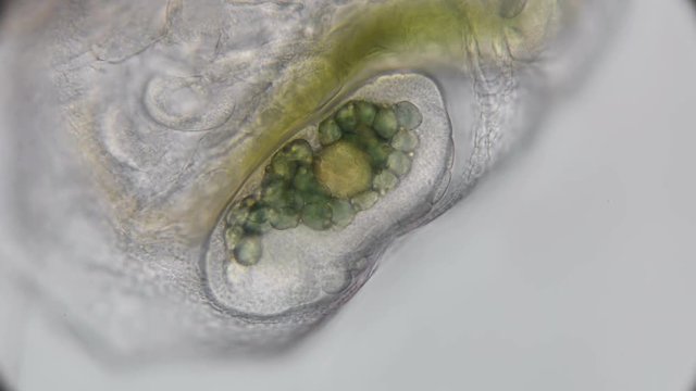 eggs, embryos in the brood chamber of daphnia of different stages, under a microscope