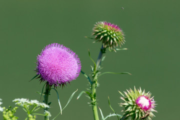 Thistle in Spring