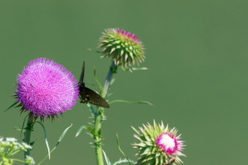 Butterfly on thistle
