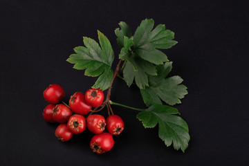 berry red whitethorn on a branch with green leaves