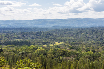 The green sea in Kakamega Forest. Kenya, Africa