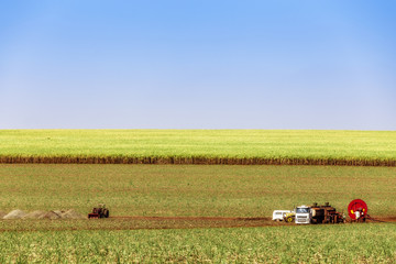 Obraz premium Sugar cane plantation at brazil's countryside