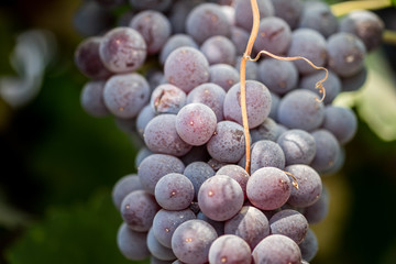 Juicy wine black grapes growing on farm