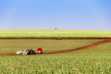 Obraz premium Sugar cane plantation at brazil's countryside