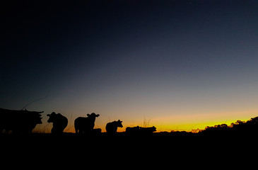 Cattle in the sunset