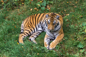 Fototapeta na wymiar Amur Tiger in a forest of Canada