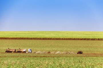 Sugar cane plantation at brazil's countryside