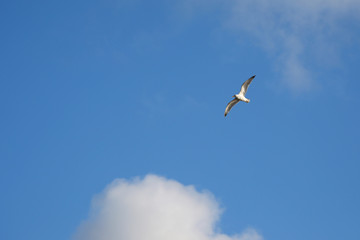 Fototapeta premium Seagull on the background of a blue sky