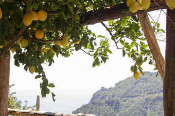 amalfi lemon trees