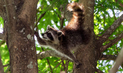 Young raccoon climbing in a tree