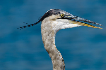 Close up of blue heron with hair blowing in the wind