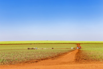 Obraz premium Sugar cane plantation at brazil's countryside