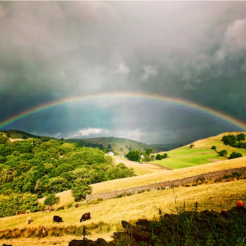 A rainbow captured against a moody dark sky moments before a summer rainstorm. Landscape photo showing fields, trees, cows and hills.