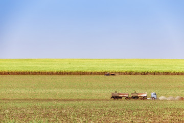 Fototapeta premium Sugar cane plantation at brazil's countryside