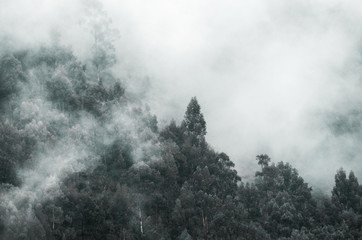 Forest on the mountains in the thick fog