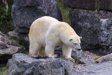 Polar bear in the north of Canada