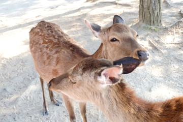 Caring Deer