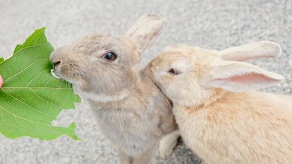 Rabbits