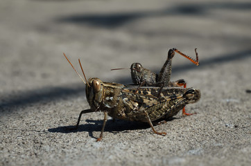 a small grasshopper sits on a large, raising his paw up, during the mating games, on a rocky ground