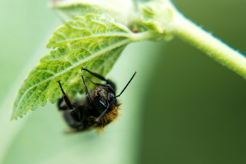 the bumblebee sits on a green leaf upside down on a green blurred background