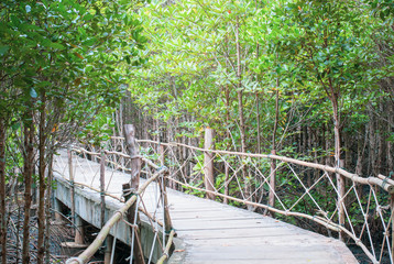 The atmosphere in mangrove forest when mud is so black after raining with wooden plus concrete walk bridge, eco nature tourism, fresh moment