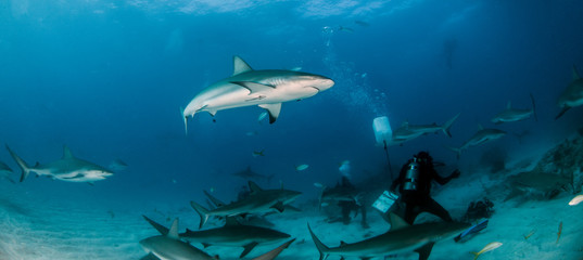 Naklejka na ściany i meble Caribbean reef shark at the Bahamas