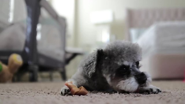 Small dog eating treats