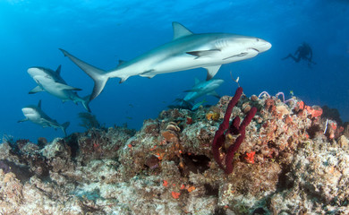 Caribbean reef shark at the Bahamas